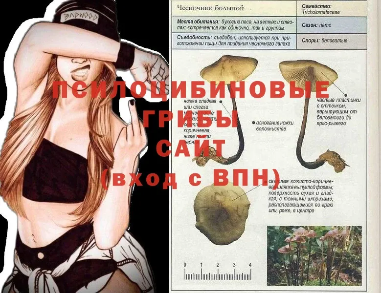 Псилоцибиновые грибы MAGIC MUSHROOMS  купить наркотик  кракен зеркало  Ульяновск 